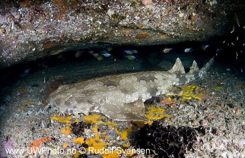 large.wobbegong.jpg.3dd424d897bae1149a31