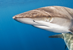 Silky shark_DSC7475.jpg