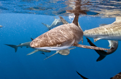 Silky shark_DSC7518.jpg