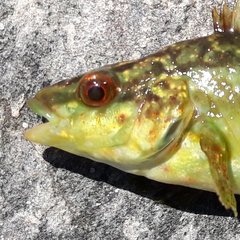 FjordFish