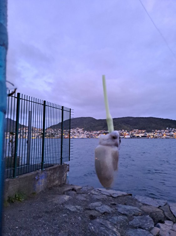 20230516_224955.thumb.jpg.0f02e6faa7117b2c64d2465388feef84.jpg