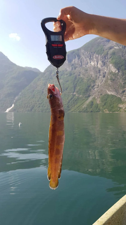 fishing-in-geiranger-norway-v0-q28f2xrjxf6b1.thumb.jpg.608bb62c82724afd2559cdaf2b16e72d.jpg