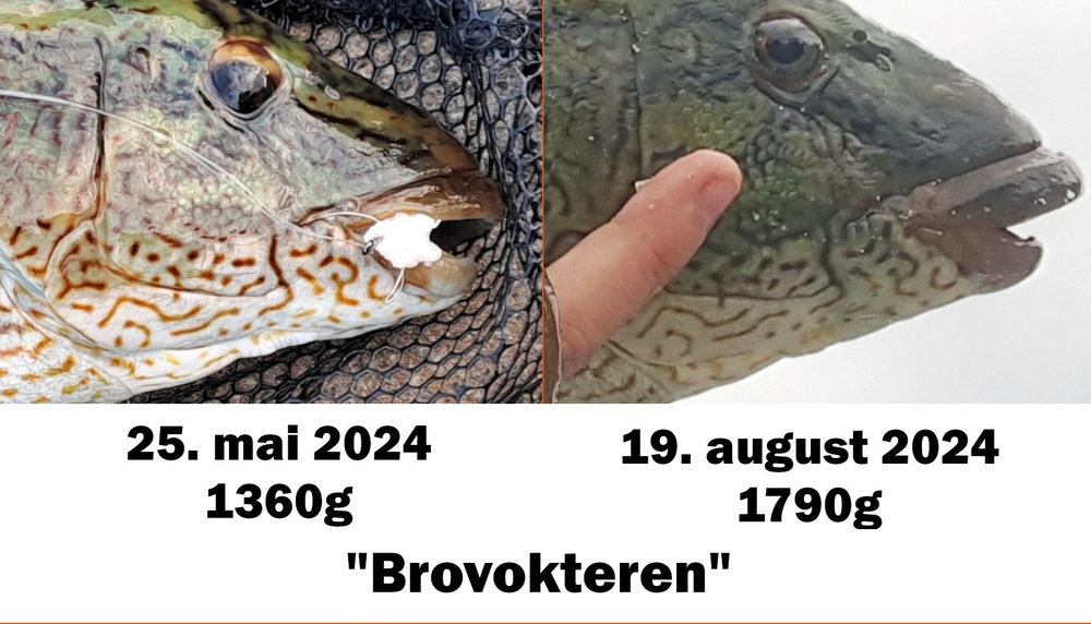 Brovokteren.thumb.jpg.f75e9416ea0fae2168247f0aa4eed0e4.jpg