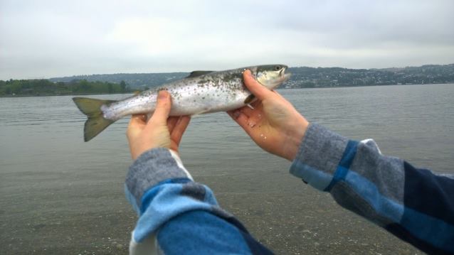 fiske i oslofjorden fiske i oslofjorden